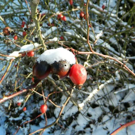 Amtmannhaus Ferienunterkunft * اردننغ